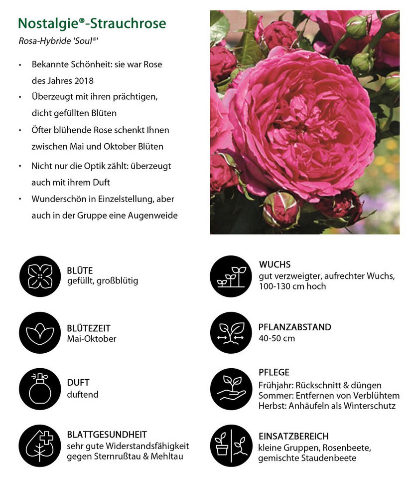Dehner Rose Nostalgie®-Strauchrose Soul®, pinke Blüten, dicht gefüllt und duftend, Züchter Tantau