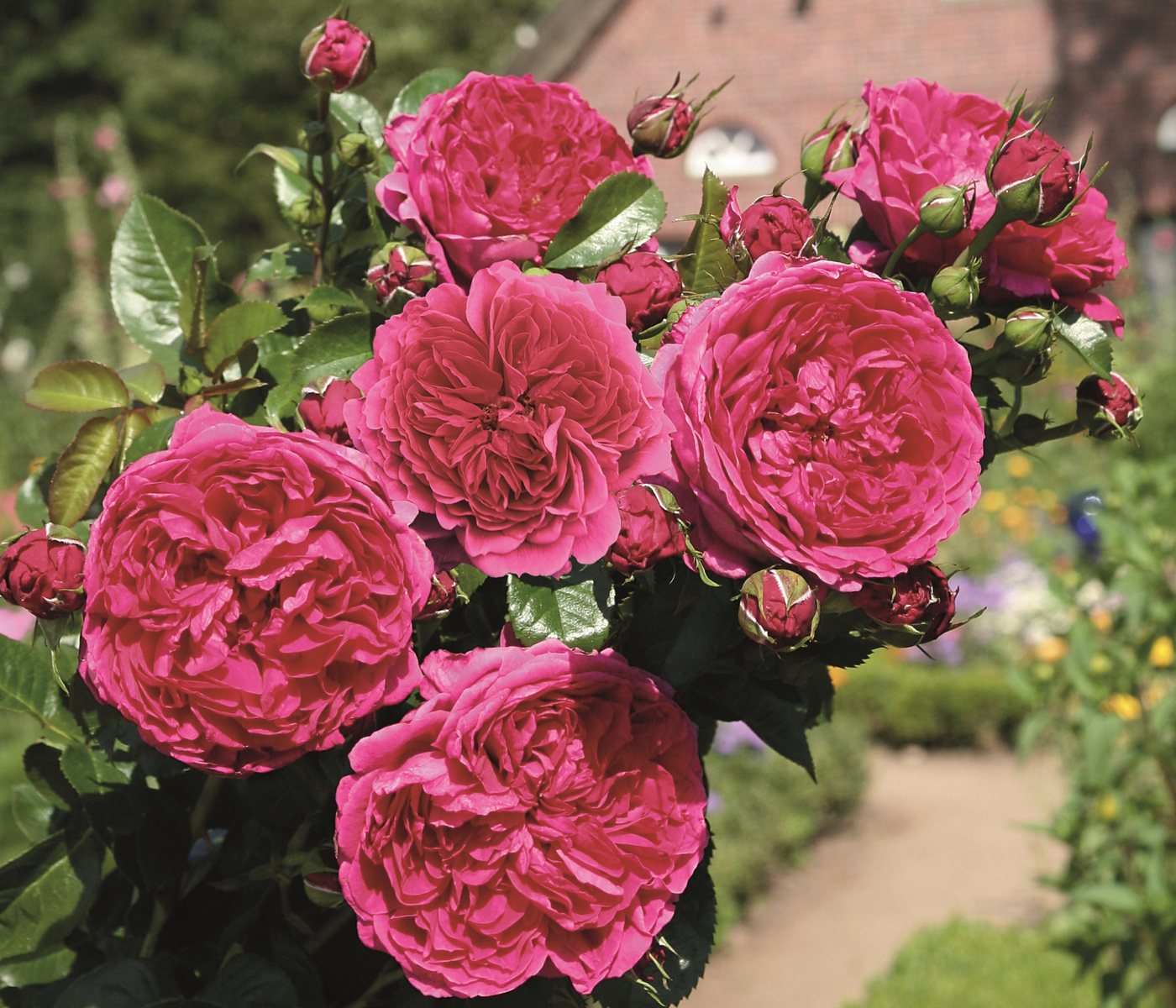 Dehner Rose Nostalgie®-Strauchrose Soul®, pinke Blüten, dicht gefüllt und duftend, Züchter Tantau Bild 2
