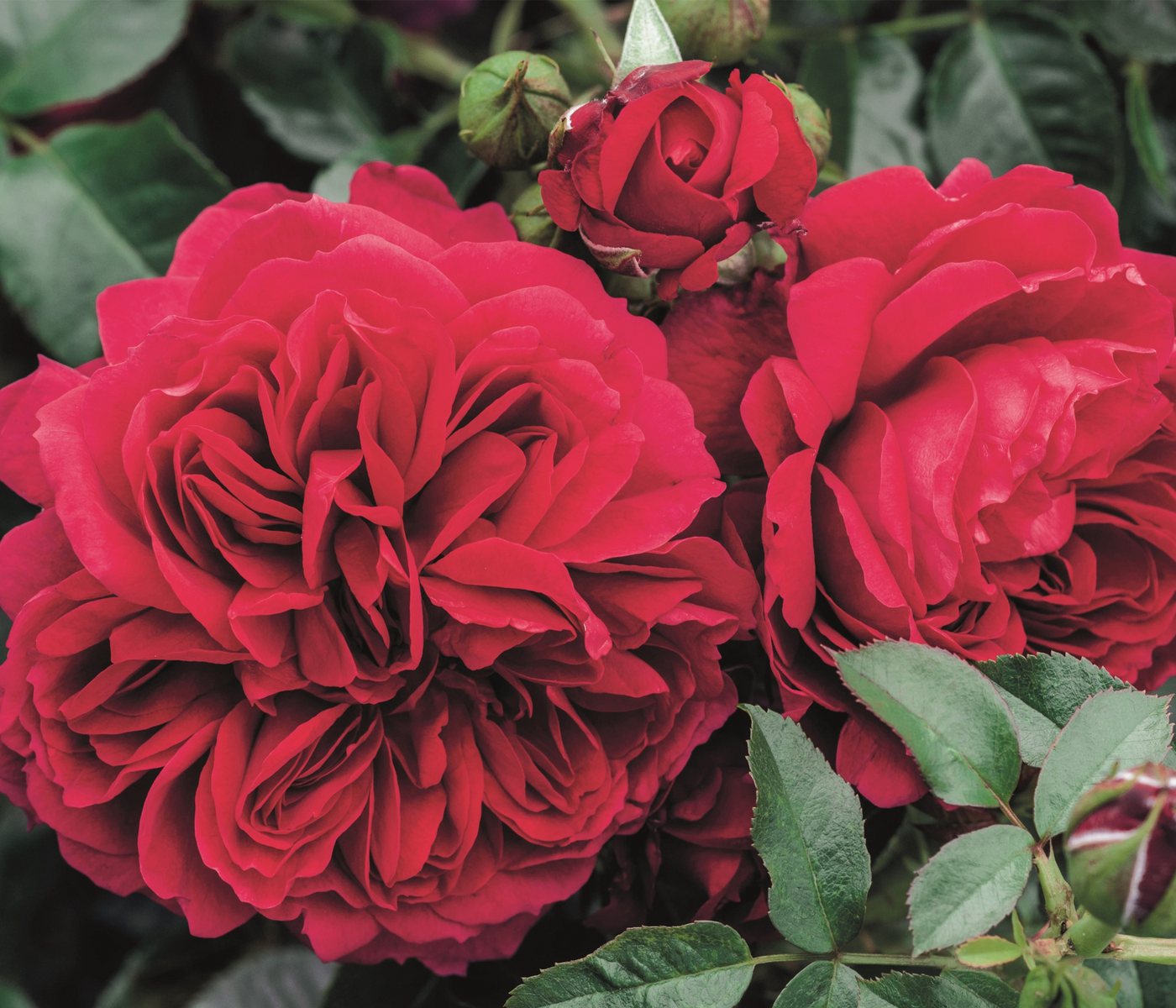 Dehner Rose Nostalgie®-Strauchrose Soul®, pinke Blüten, dicht gefüllt und duftend, Züchter Tantau Bild 3