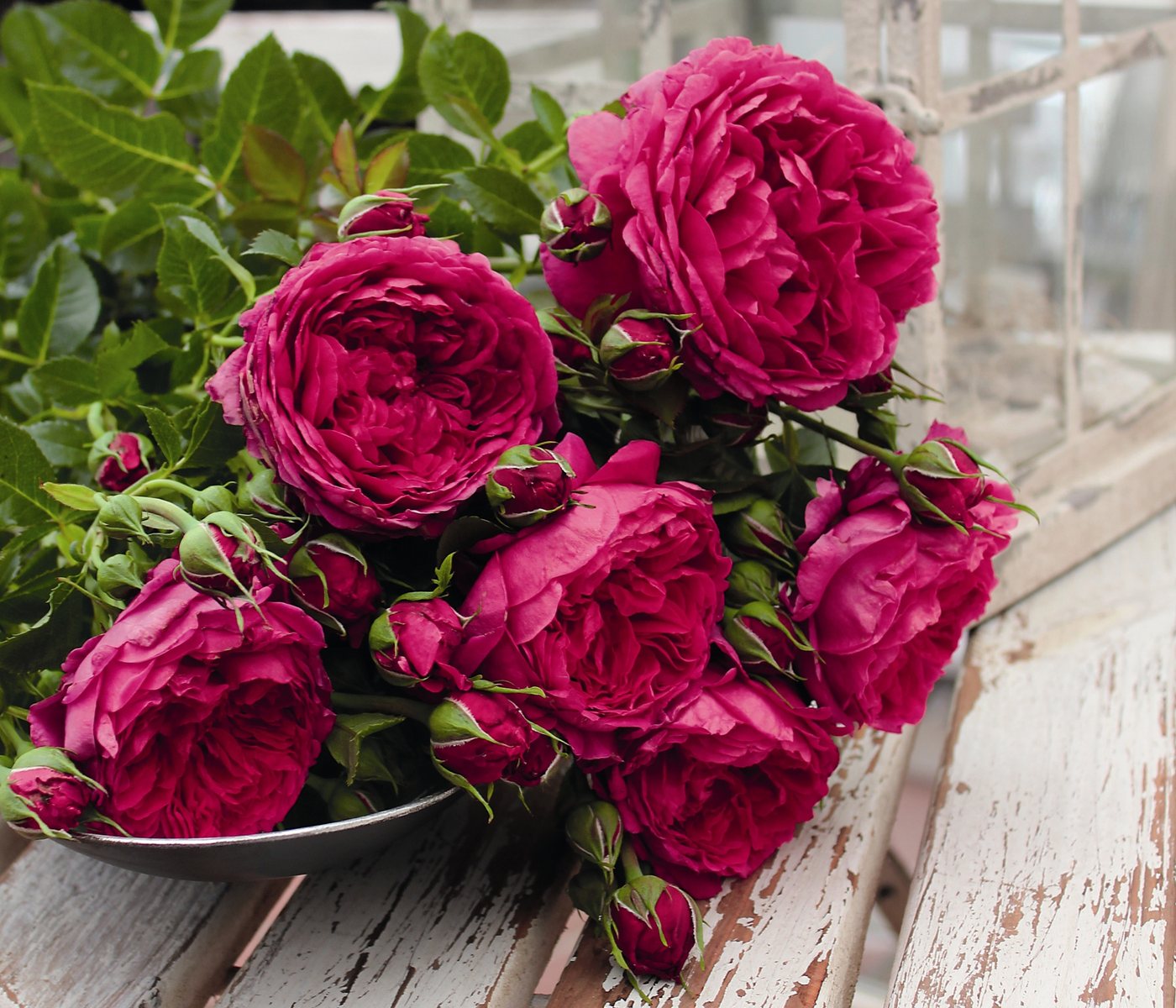Dehner Rose Nostalgie®-Strauchrose Soul®, pinke Blüten, dicht gefüllt und duftend, Züchter Tantau Bild 4