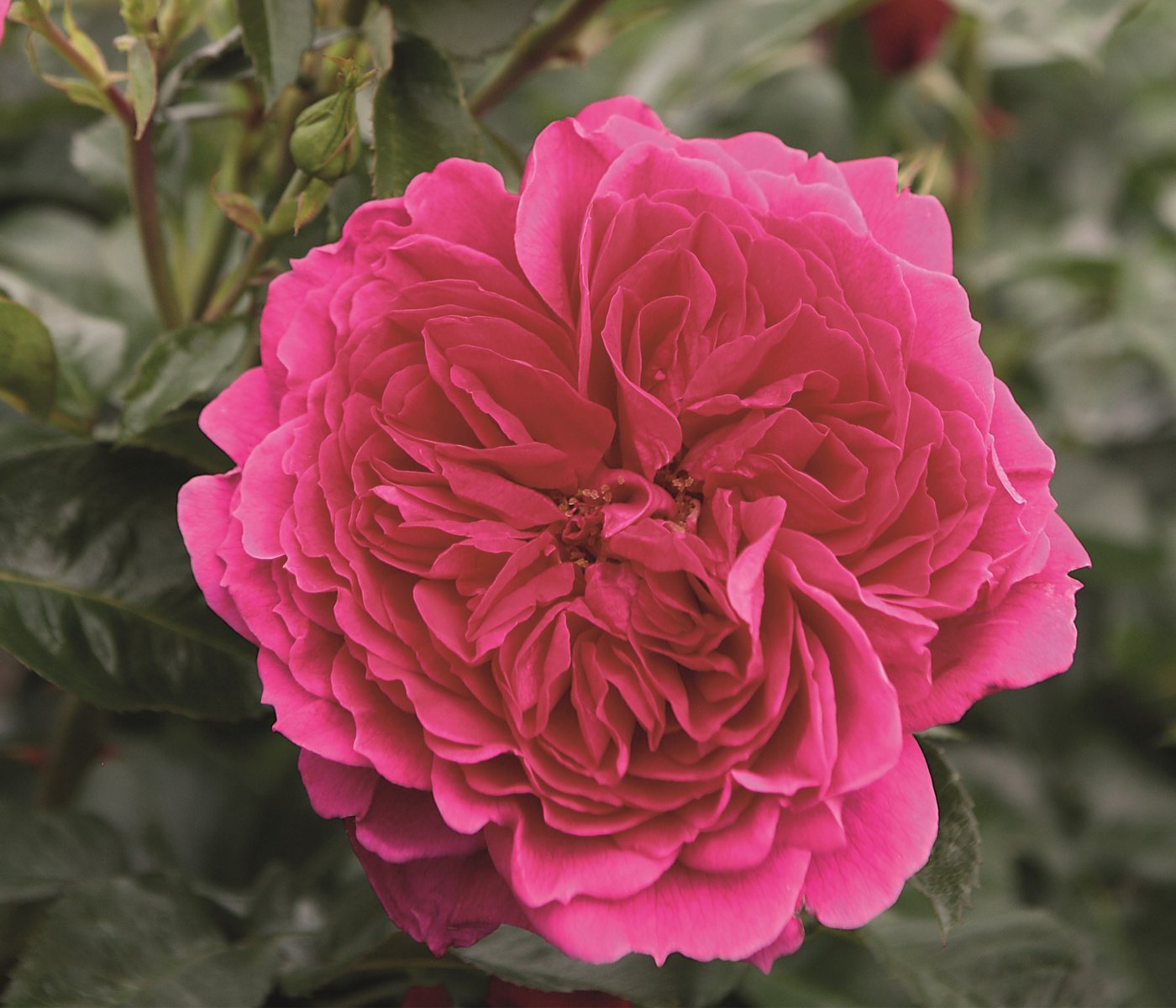 Dehner Rose Nostalgie®-Strauchrose Soul®, pinke Blüten, dicht gefüllt und duftend, Züchter Tantau Bild 5