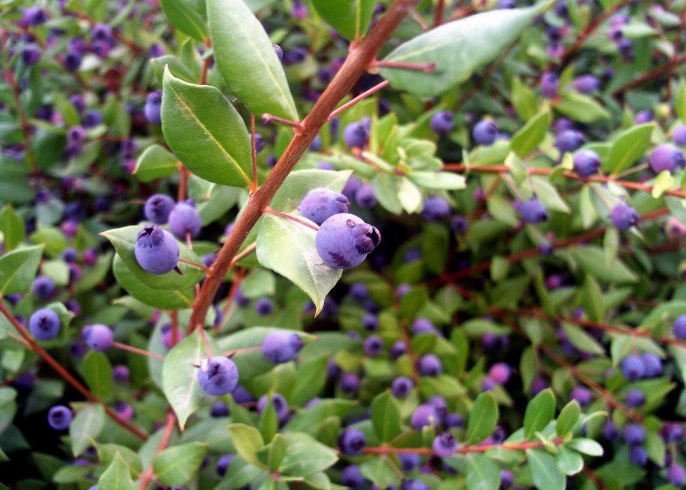 SAFLAX Blumensamen SAFLAX - Geschenkset - Echte Myrte / Brautmyrte