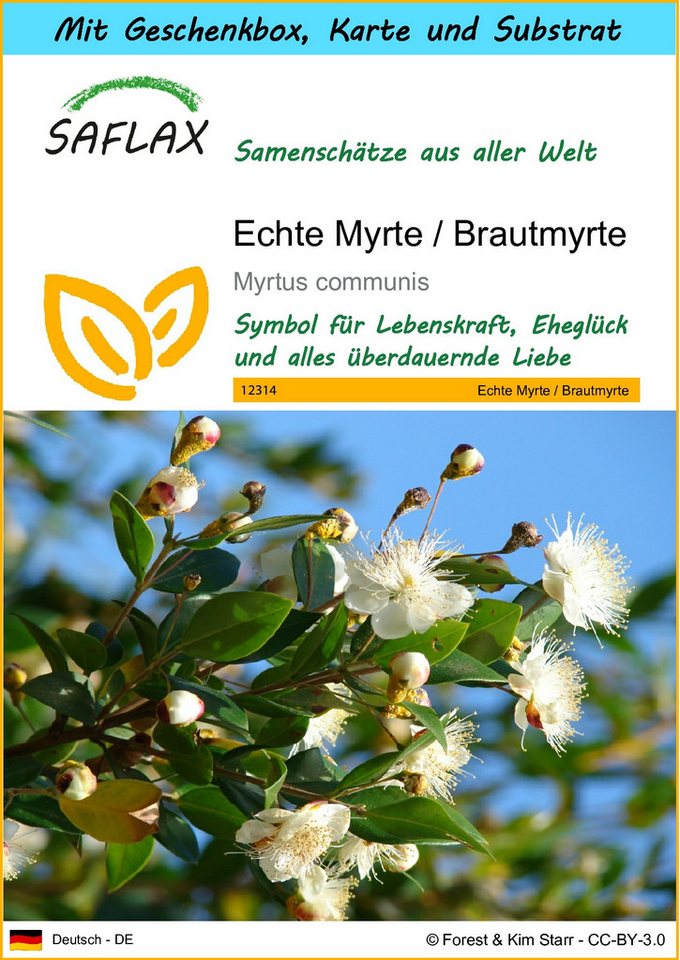 SAFLAX Blumensamen SAFLAX - Geschenkset - Echte Myrte / Brautmyrte Bild 2