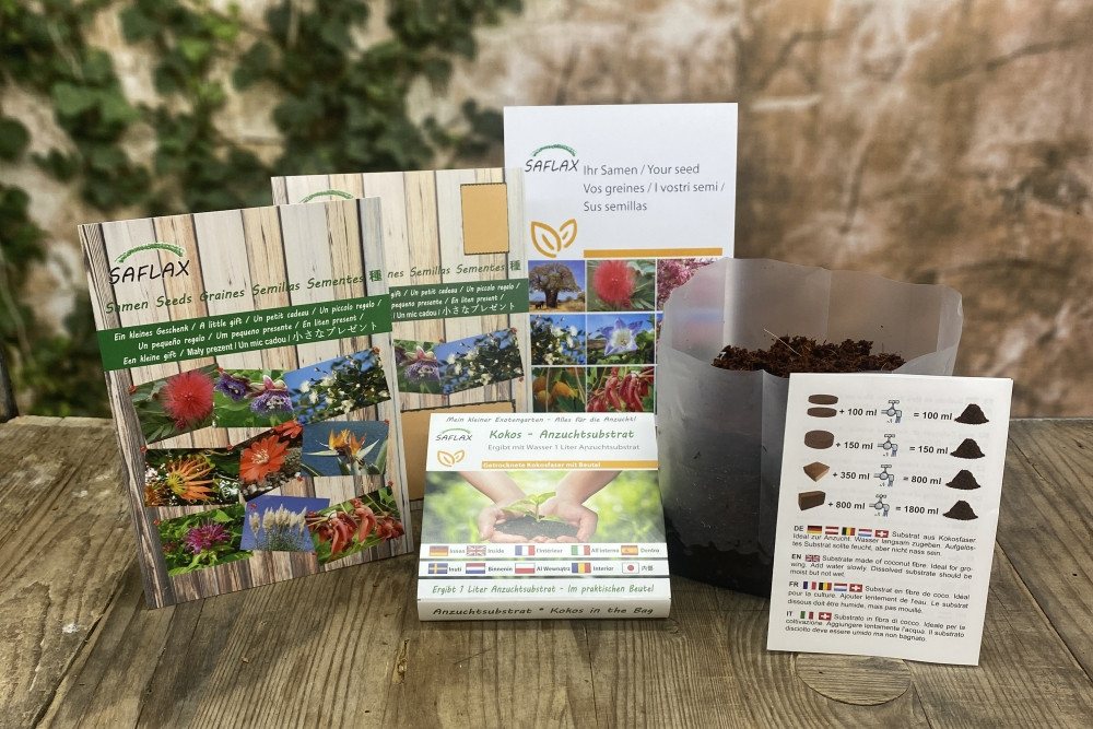 SAFLAX Blumensamen SAFLAX - Geschenkset - Echte Myrte / Brautmyrte Bild 3