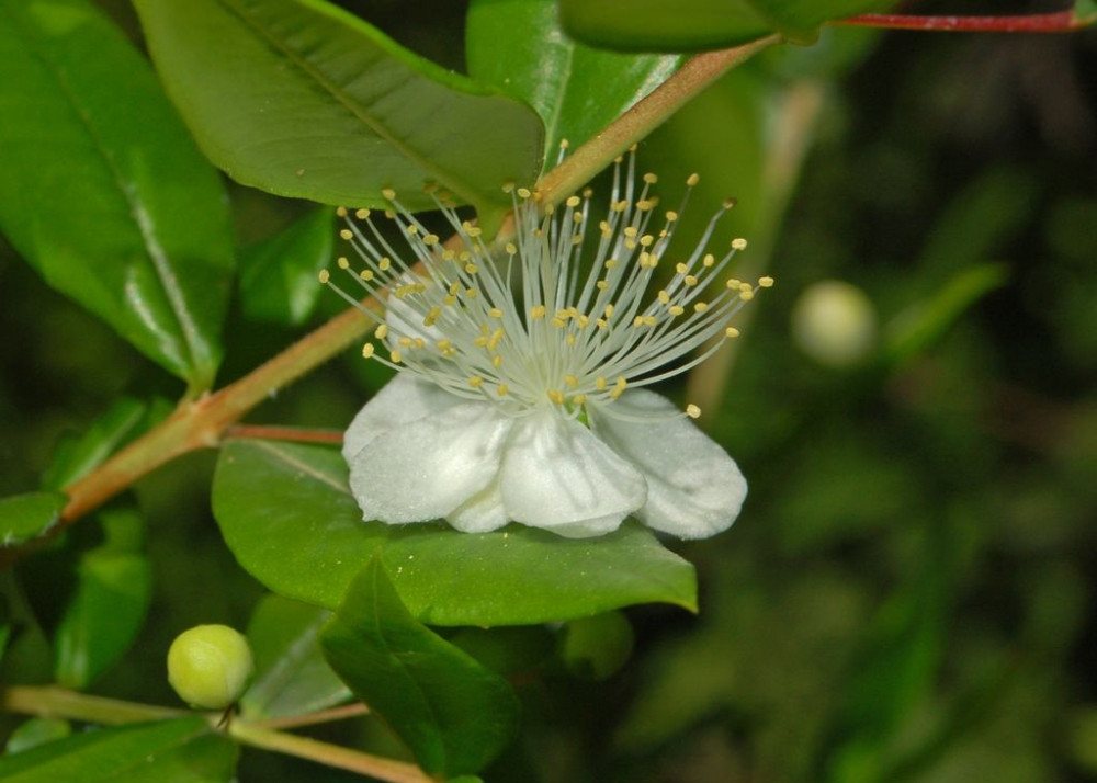 SAFLAX Blumensamen SAFLAX - Geschenkset - Echte Myrte / Brautmyrte Bild 5