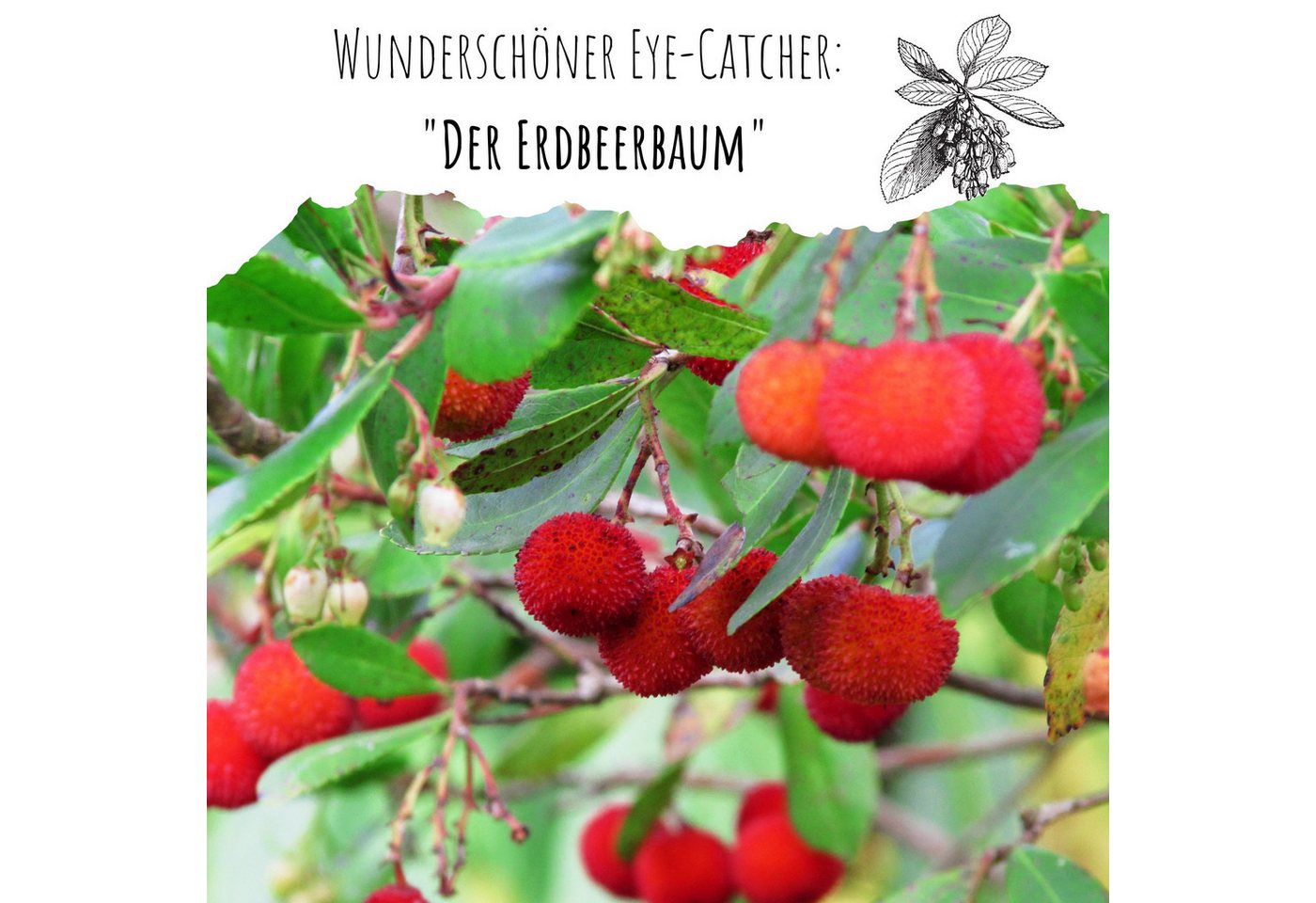 HappySeed Blumensamen Erdbeerbaum Samen - Arbutus unedo, Blumen Bild 3