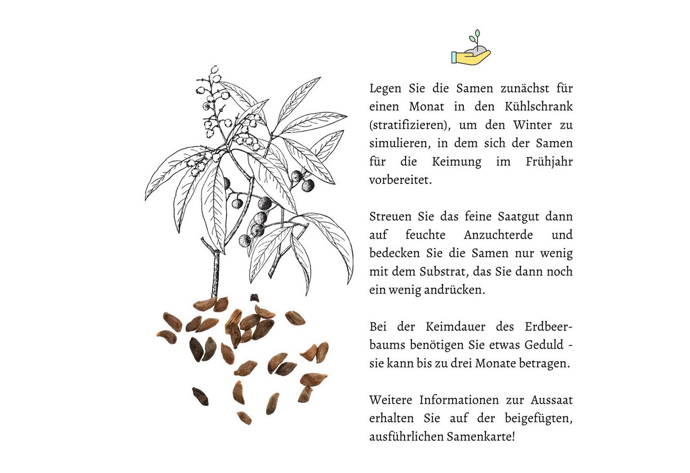 HappySeed Blumensamen Erdbeerbaum Samen - Arbutus unedo, Blumen Bild 5
