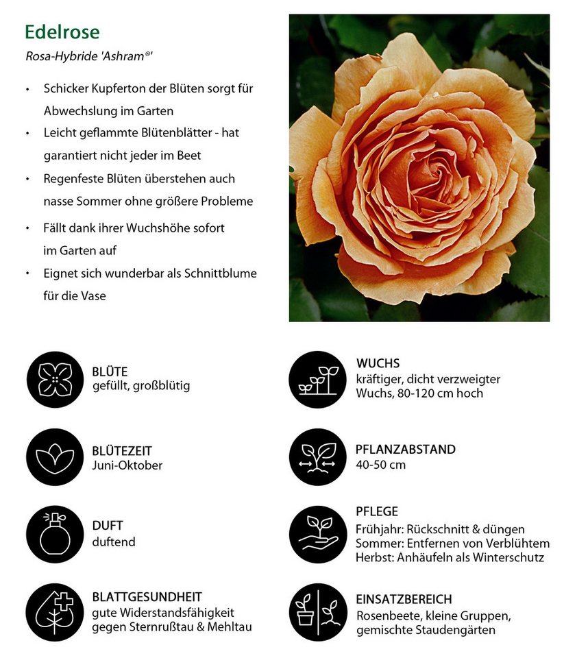 Dehner Rose Edelrose Ashram®, 15-30 cm, gefüllt und duftend, apricot-orange Blüten, gefüllt, Züchter Tantau Bild 2