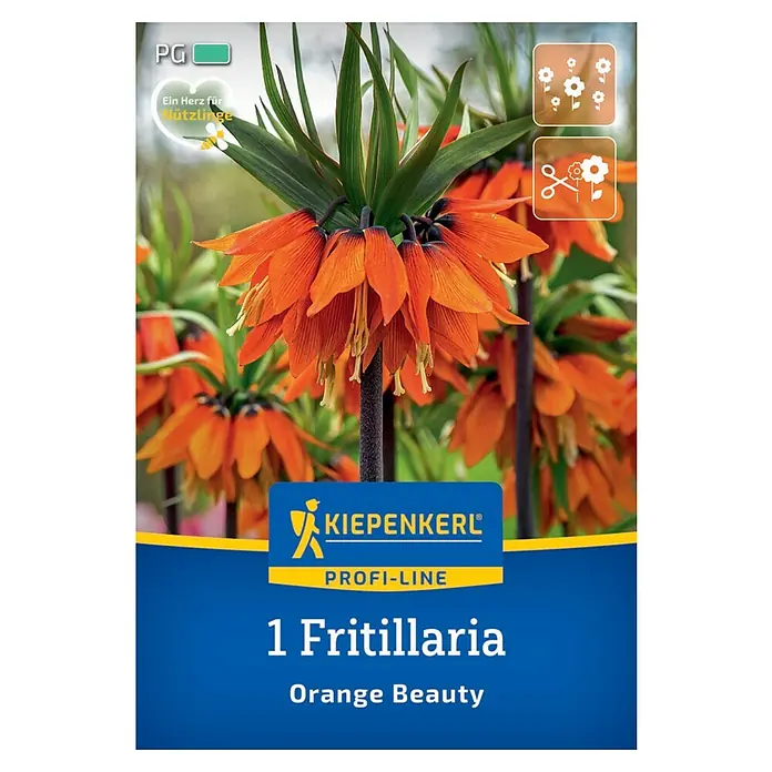 Kiepenkerl Profi-Line Blumenzwiebeln Kaiserkrone (Fritillaria imperialis 'Orange Beauty', 1 Stk.)