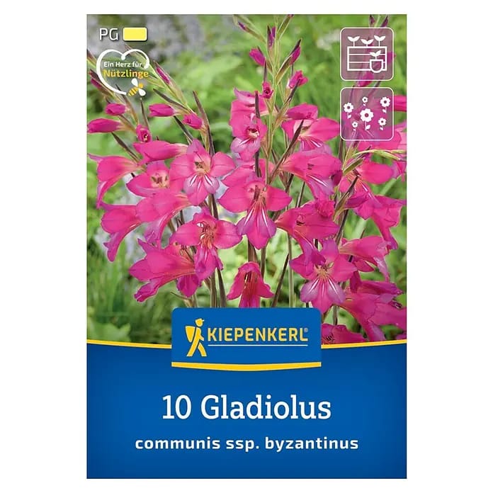 Kiepenkerl Blumenzwiebeln Wild-Gladiole (Gladiolus communis ssp. byzantinus, 10 Stk.)