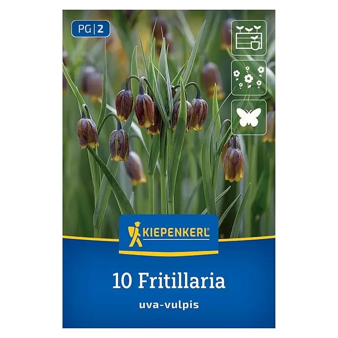 Kiepenkerl Blumenzwiebeln Fuchstraube (Fritillaria uva-vulpis)