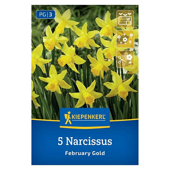 Kiepenkerl Blumenzwiebeln Alpenveilchen-Narzissen (Narcissus cyclamineus 'February Gold')