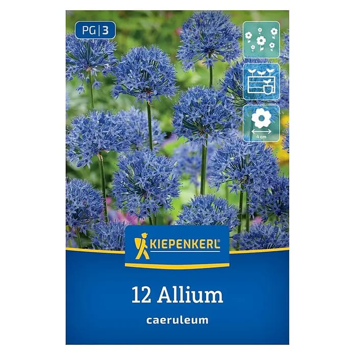 Kiepenkerl Blumenzwiebeln Zierlauch (Allium caeruleum)