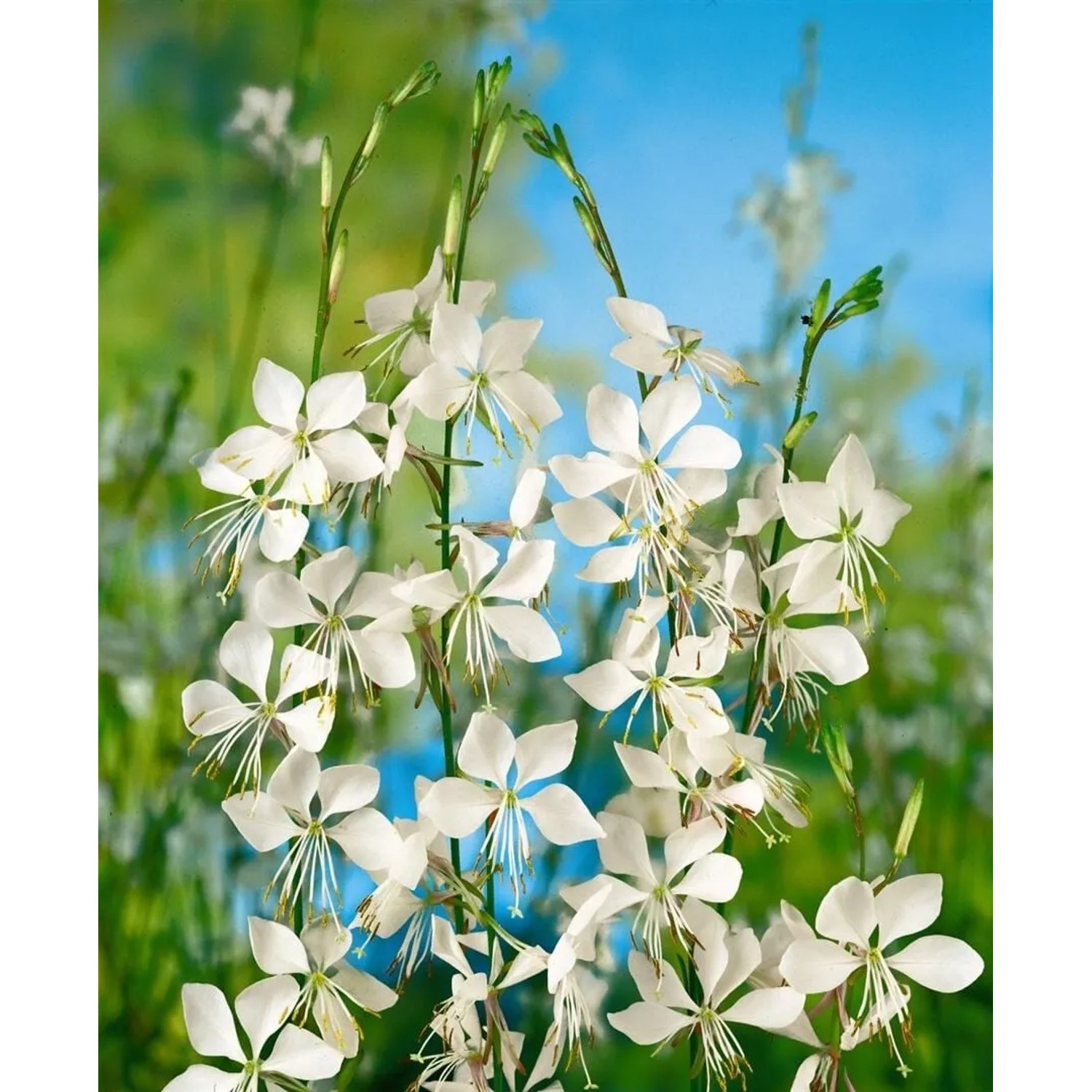 Gaura Lindheimerii Prachtkerze Whirling Butterflies 2 Liter Container