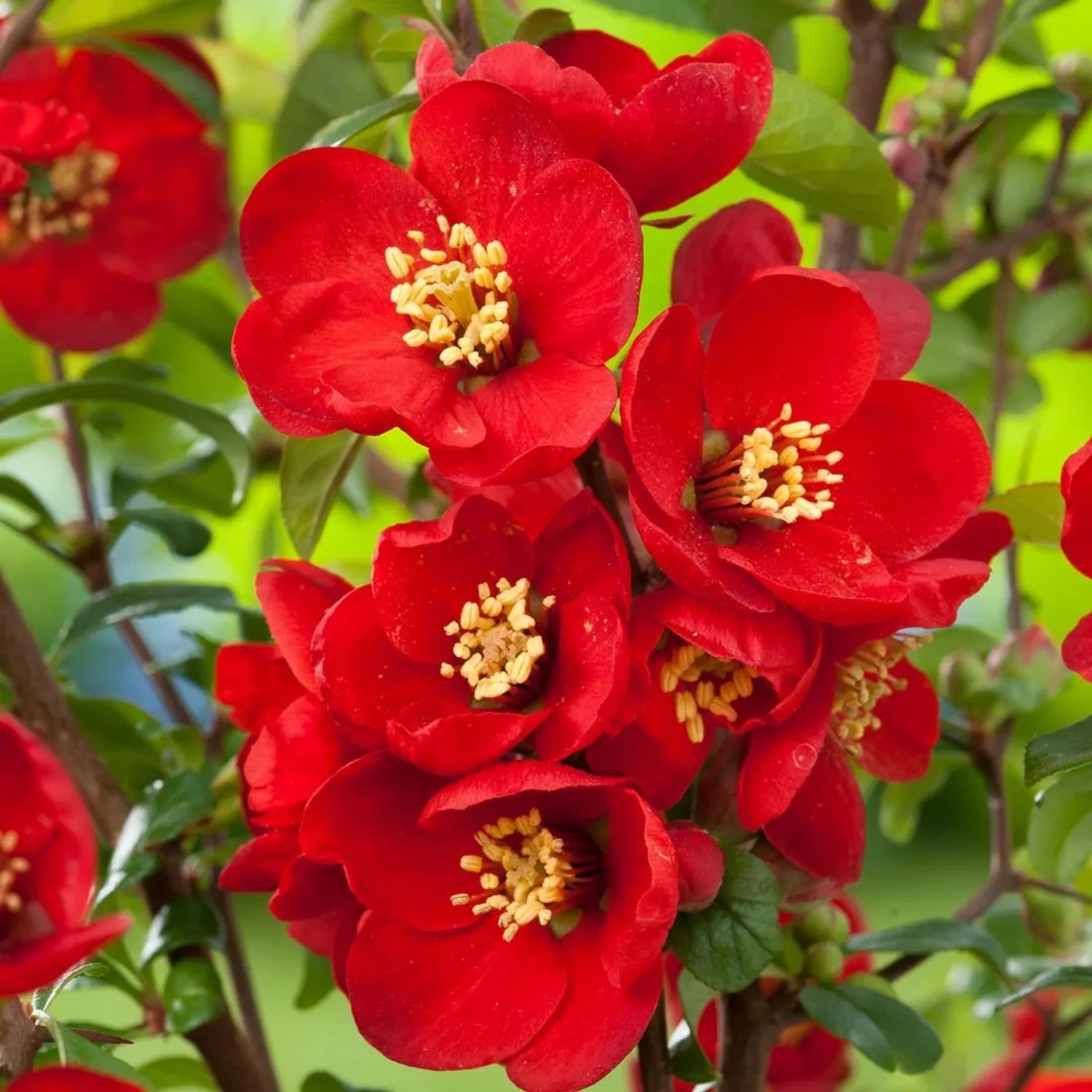 Zierquitte 'Nicoline' Chaenomeles superba 30 bis 40 cm im Container Fruchtbildend