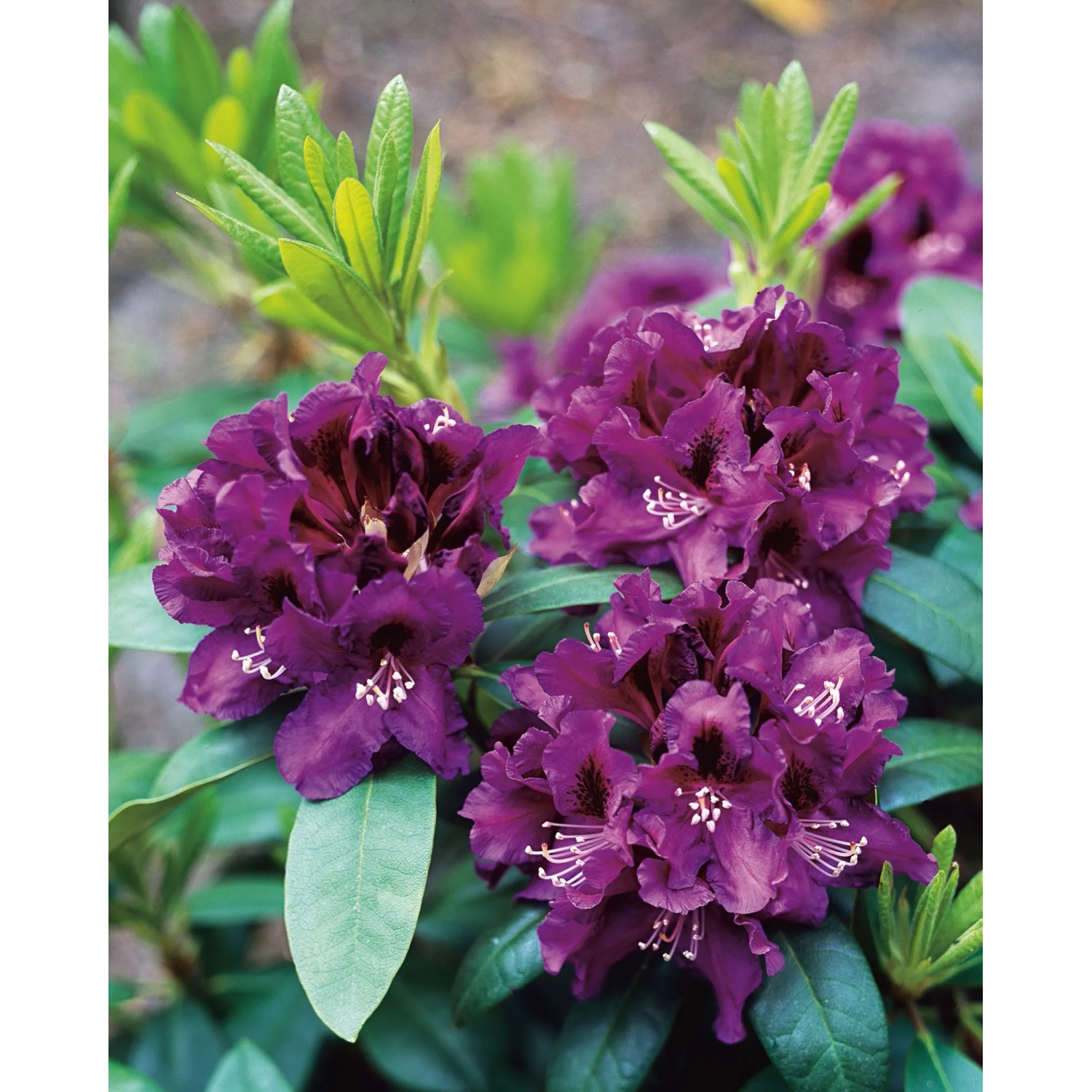 OBI Rhododendron-Hybride Rasputin Violett Höhe ca. 20 - 30 cm Topf ca. 5,