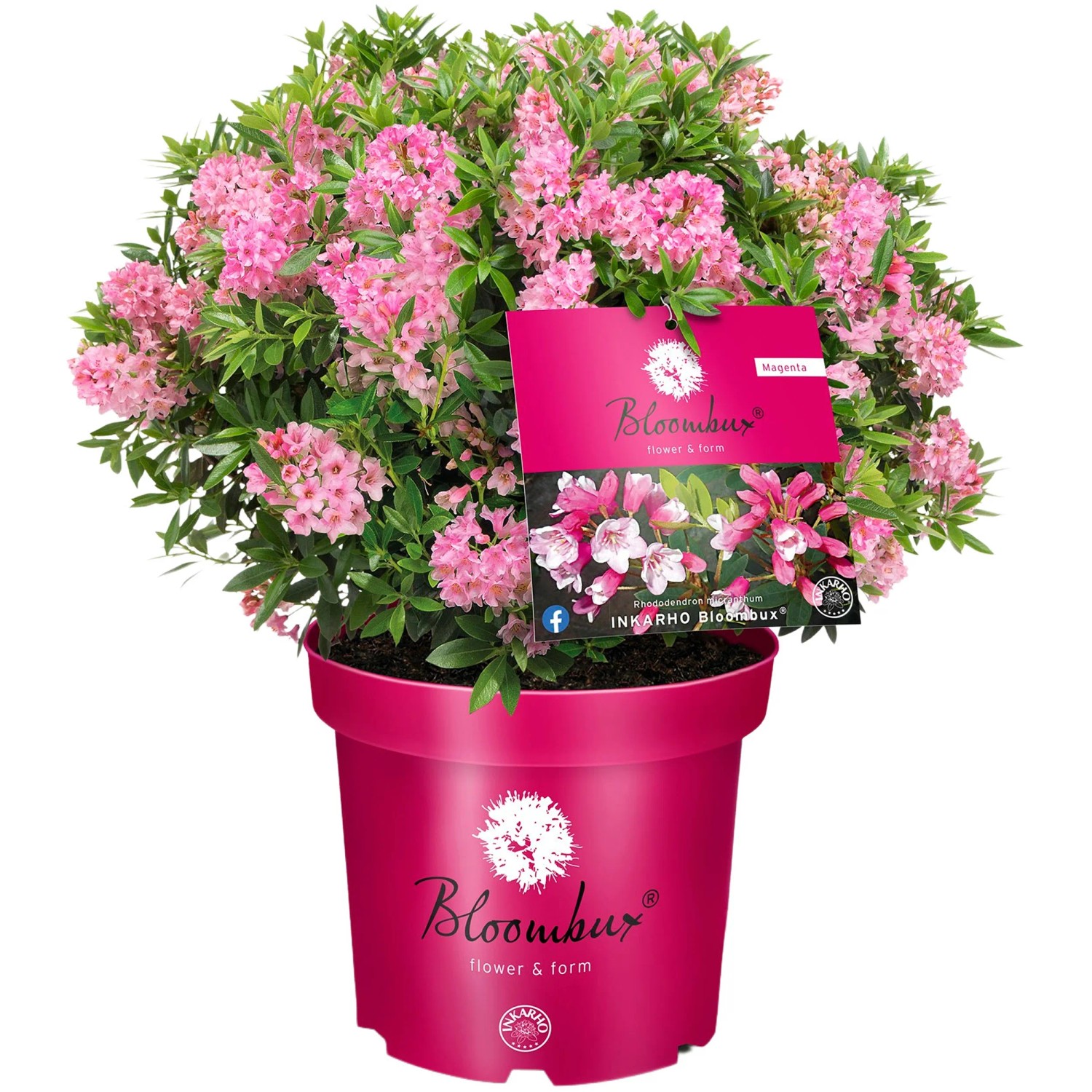 Zwerg-RhododendronBloombux Magenta Höhe ca. 10 - 30 cm Topf ca. 5,
