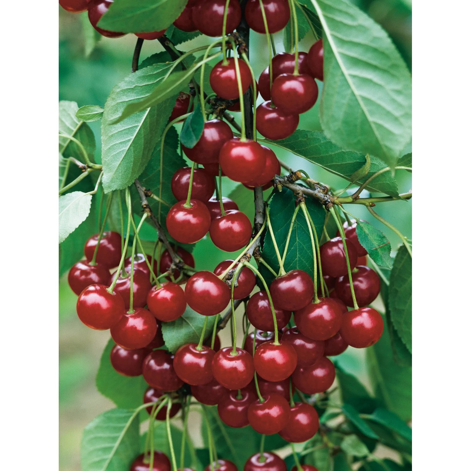 GROW by OBI Bio Sauerkirsche Schwäbische Weinweichsel Rot 120-140 cm Topf 7,