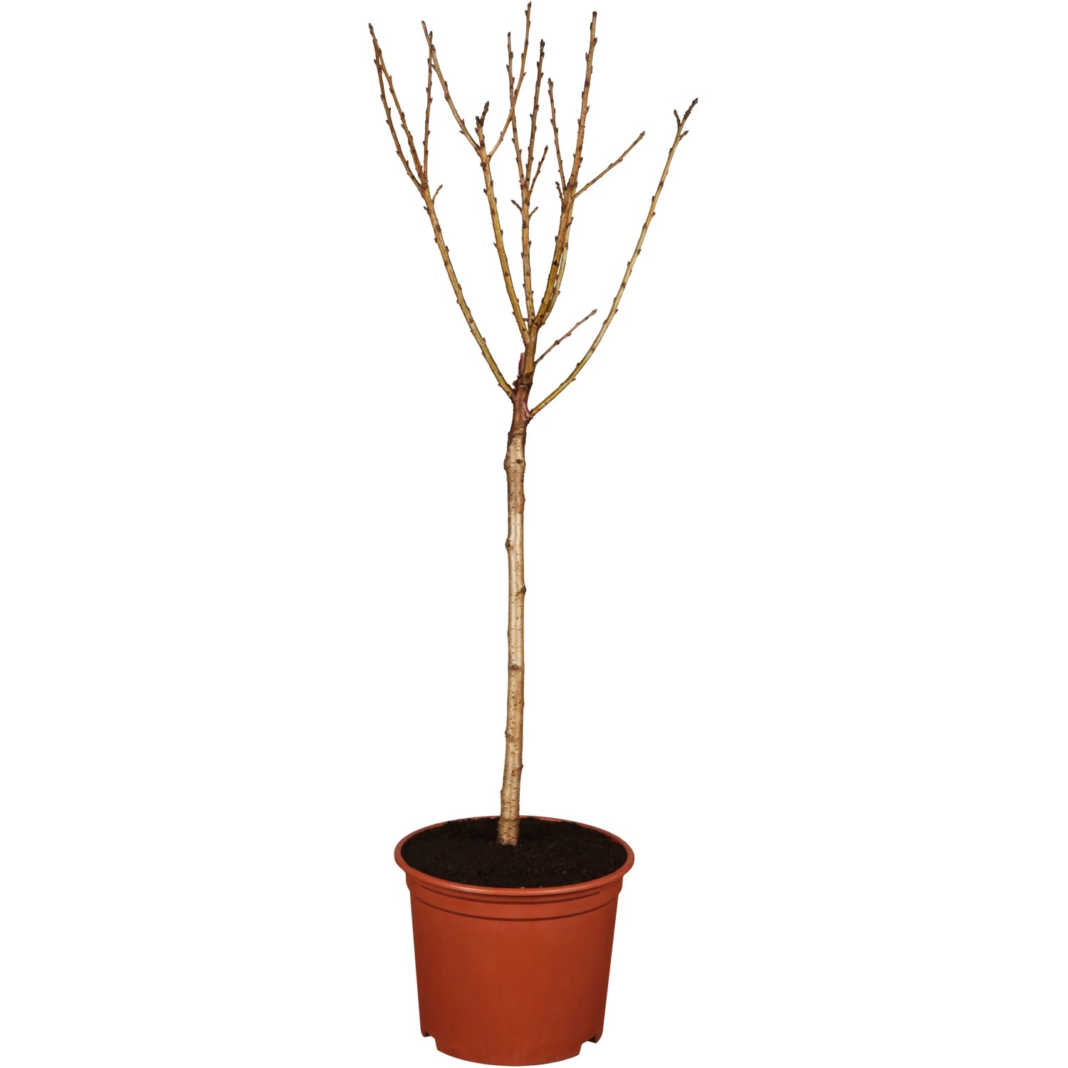 GROW by OBI Bio Sauerkirsche Safir Dunkelrot Höhe ca. 120-140 cm Topf ca. 7,