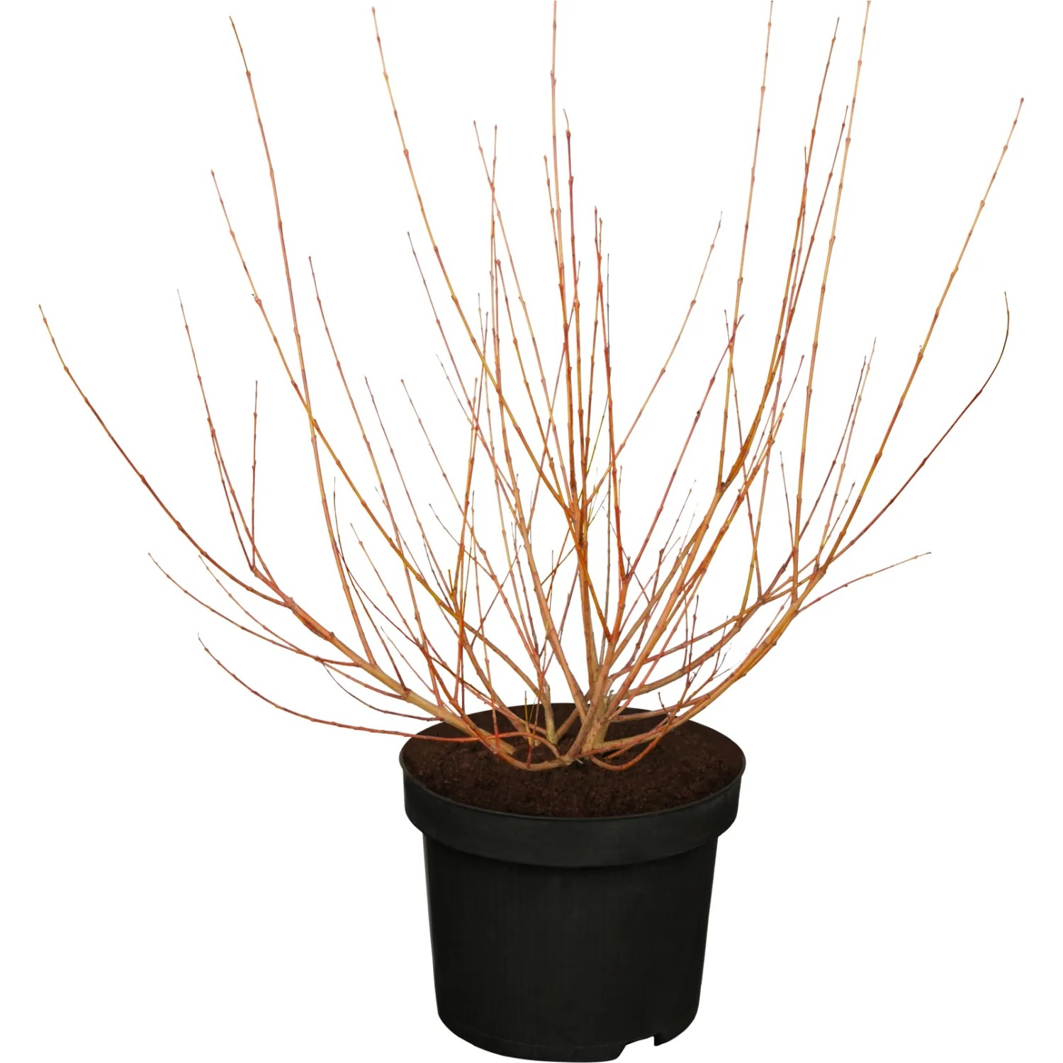 OBI Harlekinweide Hakuro Nishiki Höhe ca. 30 - 40 cm Topf ca. 3,5, Salix