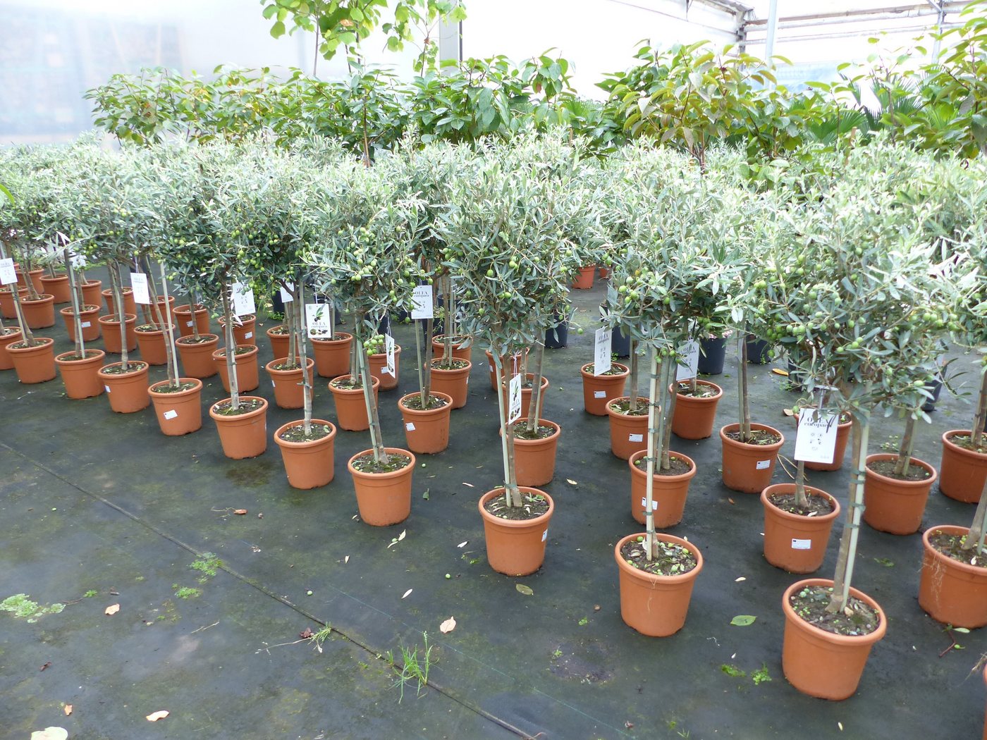 Olivenbaum Stamm Olive 80 - 100 cm hoch, mit vielen Früchten, beste Qualität, Olea Europaea