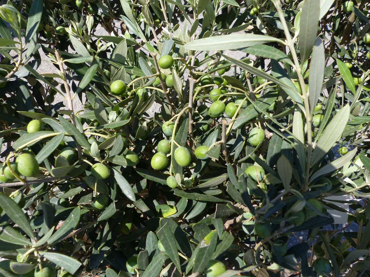 Olivenbaum Stamm Olive 80 - 100 cm hoch, mit vielen Früchten, beste Qualität, Olea Europaea Bild 2