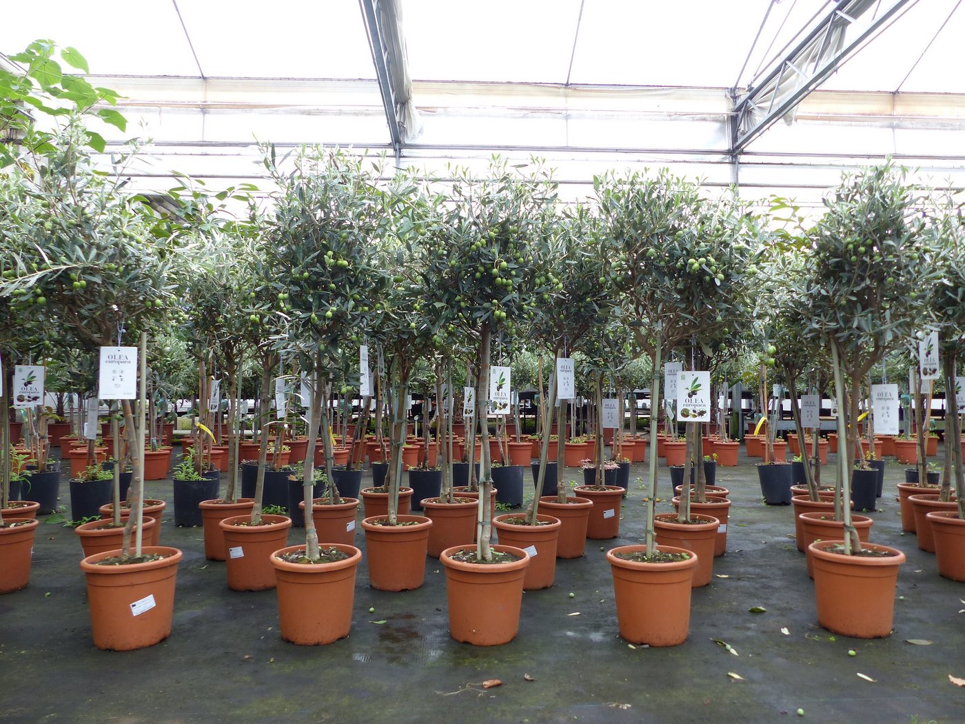 Olivenbaum Stamm Olive 80 - 100 cm hoch, mit vielen Früchten, beste Qualität, Olea Europaea Bild 3