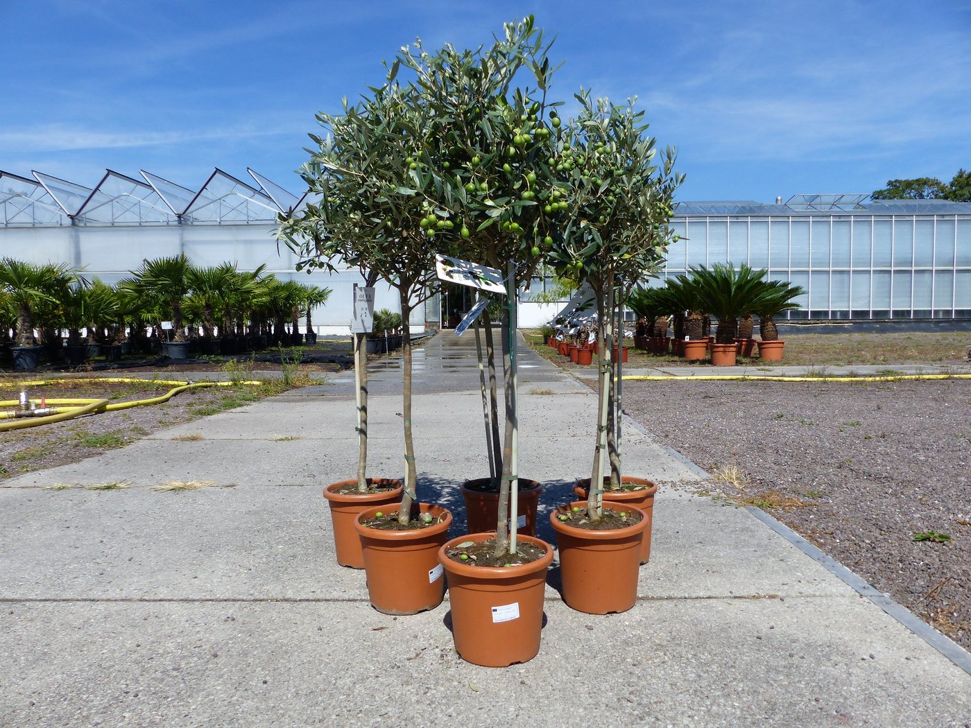 Olivenbaum Stamm Olive 80 - 100 cm hoch, mit vielen Früchten, beste Qualität, Olea Europaea Bild 4
