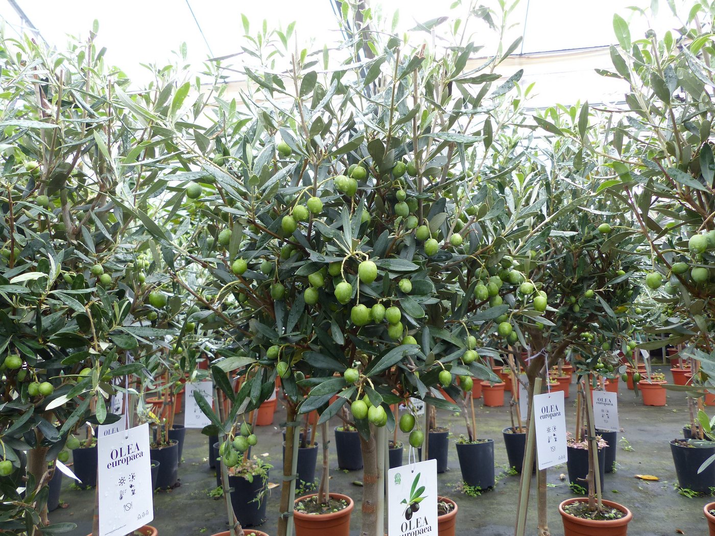 Olivenbaum Stamm Olive 80 - 100 cm hoch, mit vielen Früchten, beste Qualität, Olea Europaea Bild 5