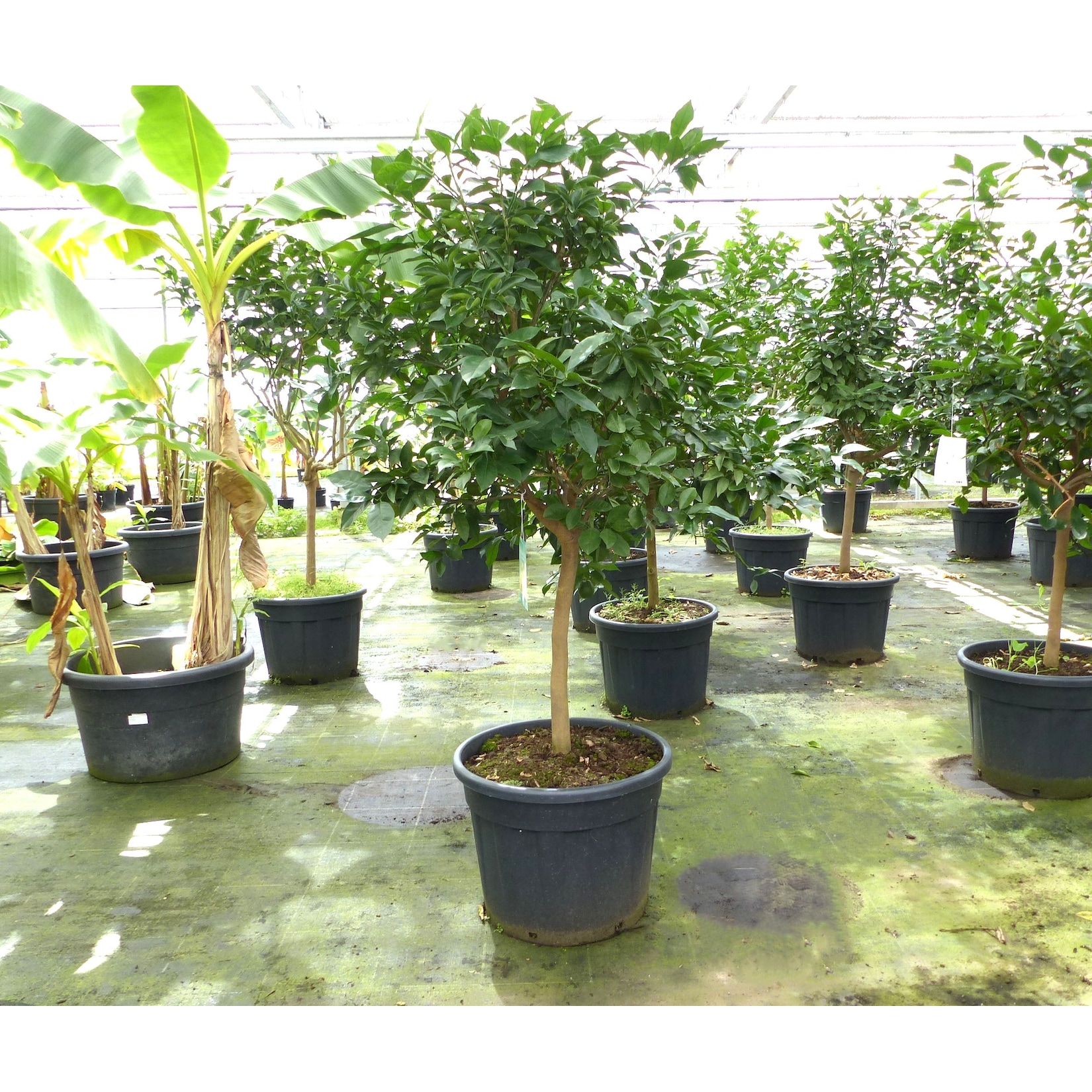 Orangenbaum 190–210 cm – Citrus sinensis, große Citruspflanze, Orange, Obstbaum
