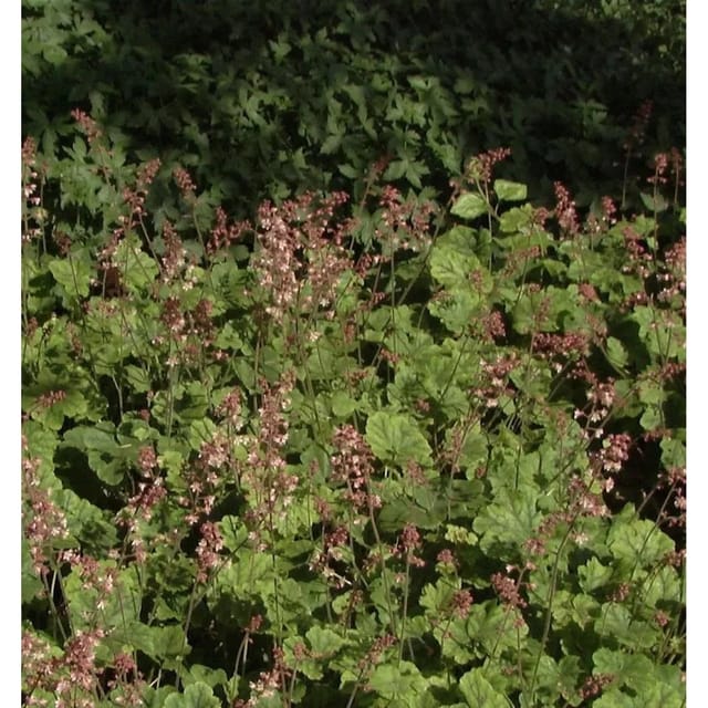 Teppich Purpurglöckchen - Heucherella tiarelloides