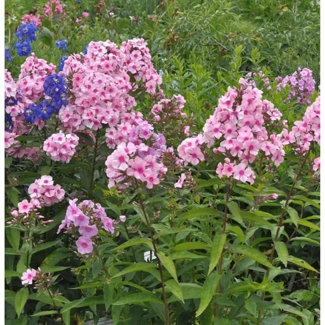 Hohe Flammenblume Minnehaha - Phlox paniculata