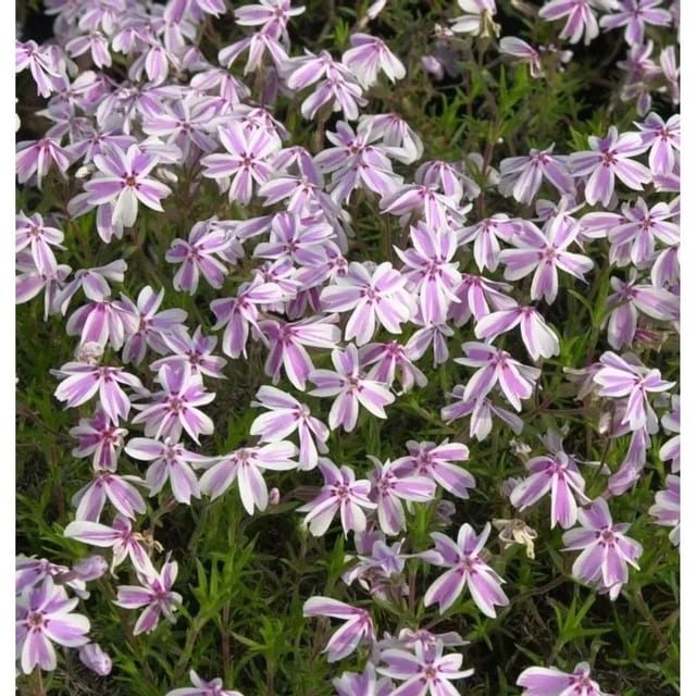 Teppich Phlox Candy Stripes - Phlox subulata