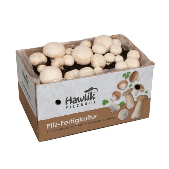 Hawlik Pilzbrut Großes Champignon Pilzzuchtset Komplettset mit Myzel für Weiße Champignons und Anbauanleitung für Anfänger