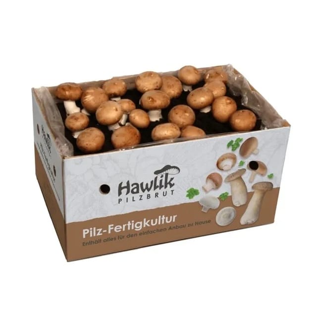 Hawlik Pilzbrut Kleines Steinchampignon Pilzzuchtset Komplettset mit Myzel für Champignons und Anbauanleitung für Anfänger