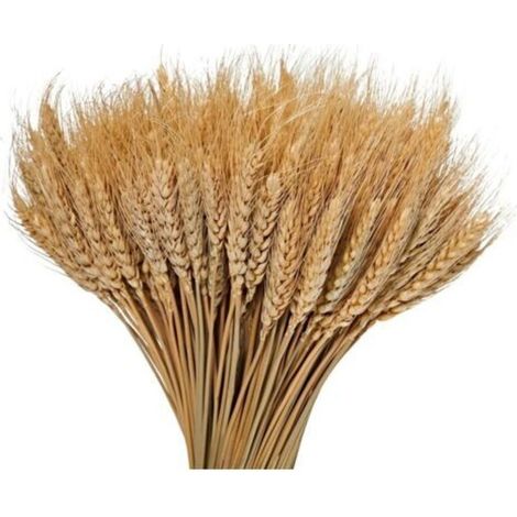 100 Natürliche, Getrocknete Weizensträuße Zur Dekoration – Primärfarbe – 40 Cm