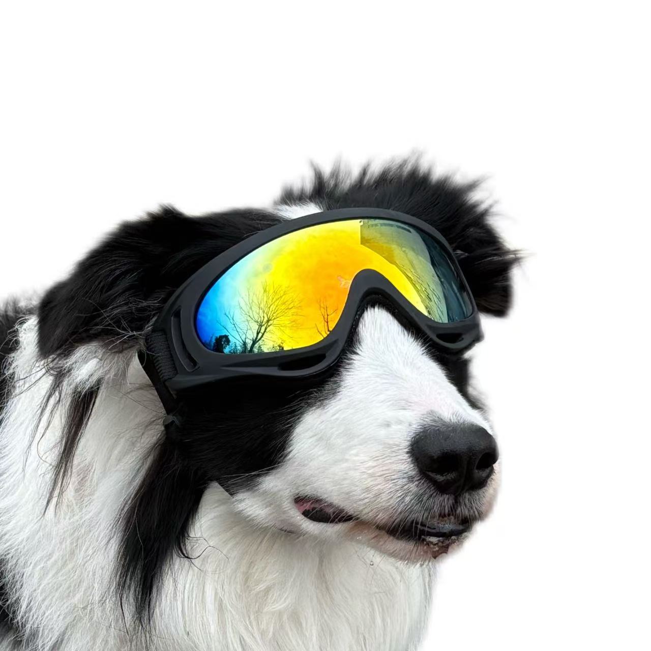 Fünf Paar Winddichte Und Uv-schützende Hundebrillen Mit Doppelten Stoßfesten Riemen, Geeignet Für Border Collies, Golden Retriever, Corgis Und Andere Hunderassen Zum Reiten Im Freien.
