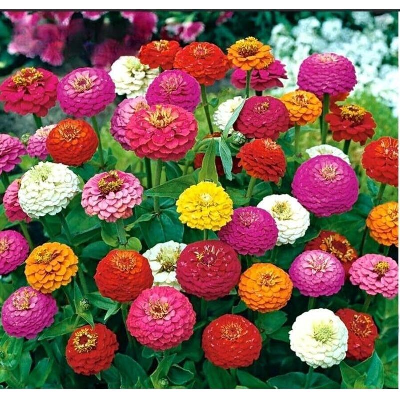 Bunte Zinnien – Gemischte Blumen – Garten