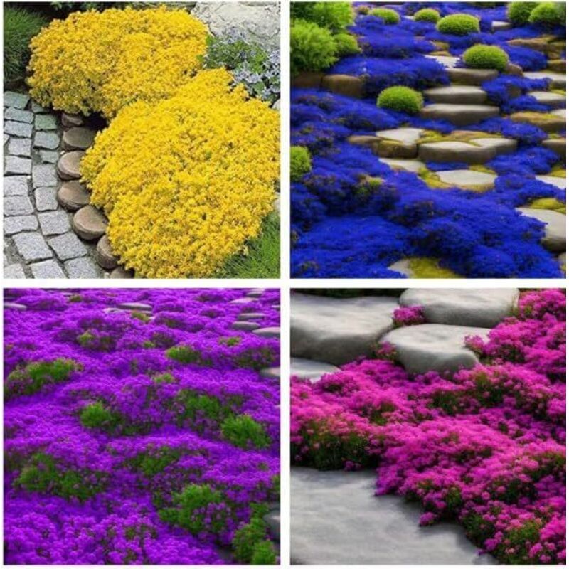 Roter Kriechender Thymian, 10.000 Stück – Gartenpflanze – Winterharte Pflanze