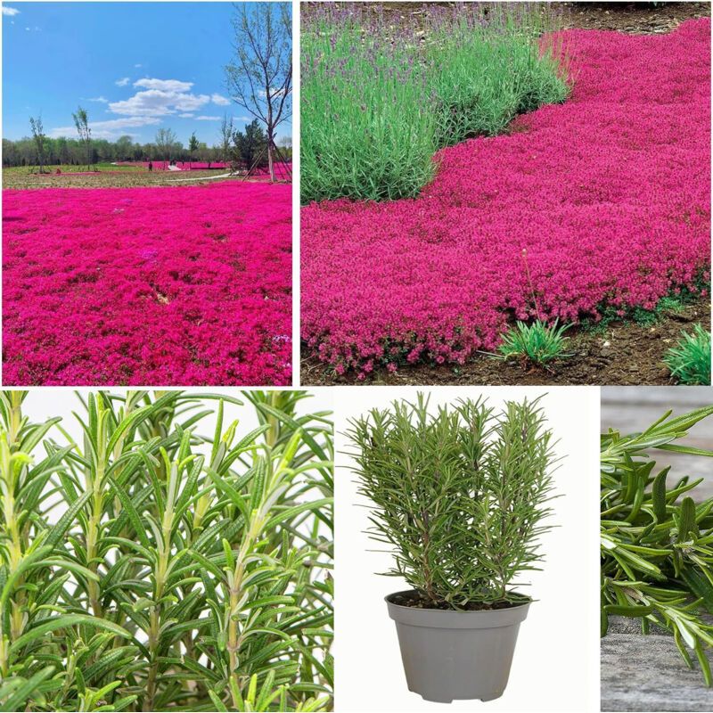 Rosa Thymian + Rosmarin – 10000+1000 – Trockenheitsresistent