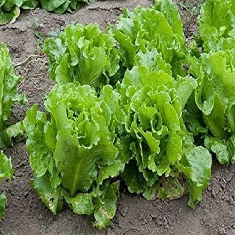 Salat – Blätter – Garten