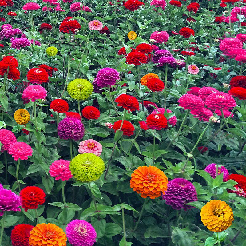 Zinnien, 1000 Stück – Einjährige Blumen – Gartenblumenbeet