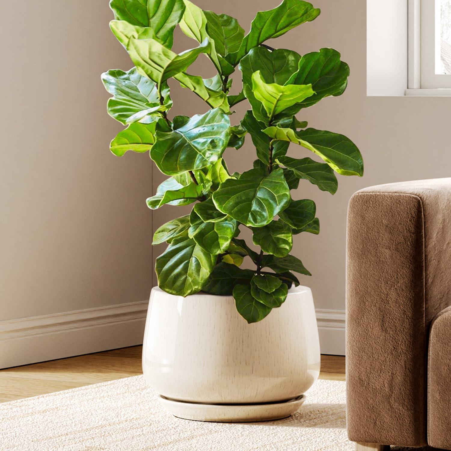 Keramik Blumentopf 30 Cm Mit Untersetzer, Beige, Für Innenbereiche