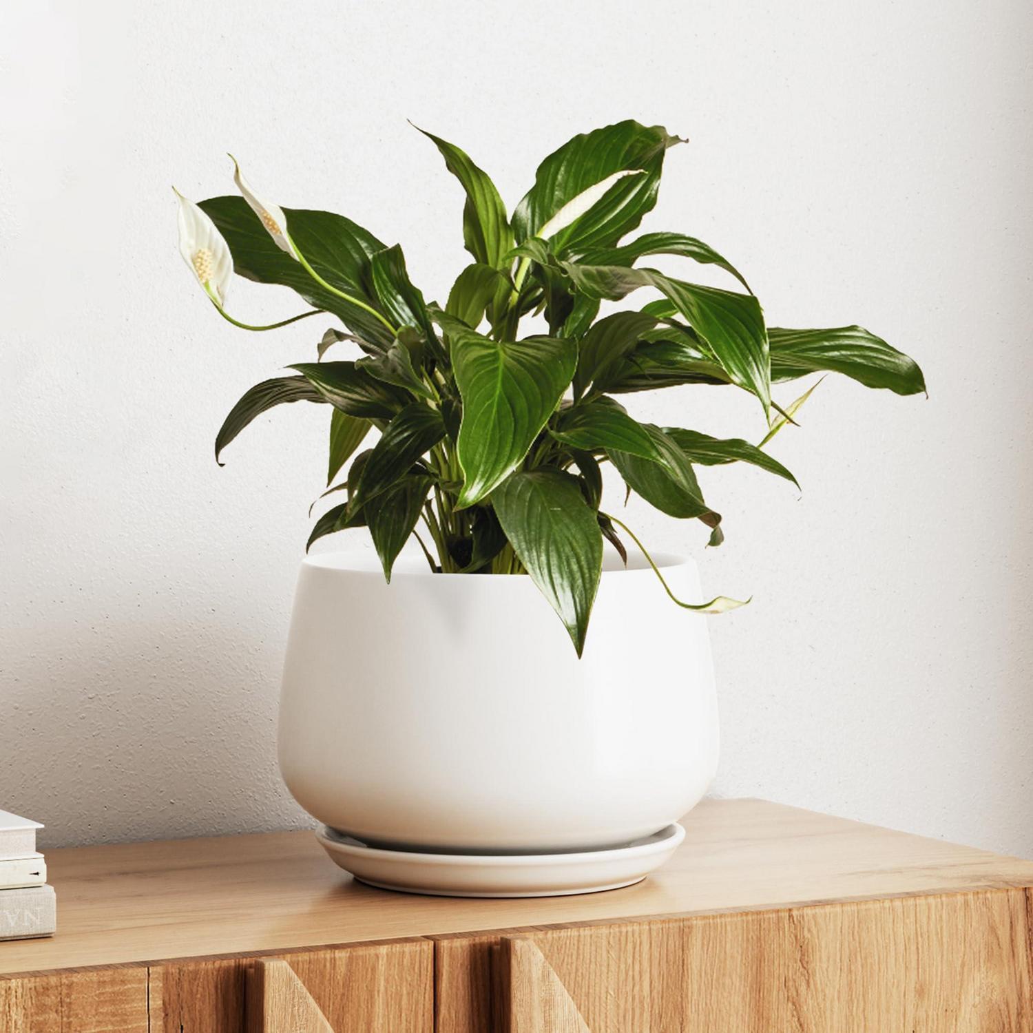 Keramik Blumentopf 25cm Mit Untersetzer, Mattweiß, Für Innenbereiche