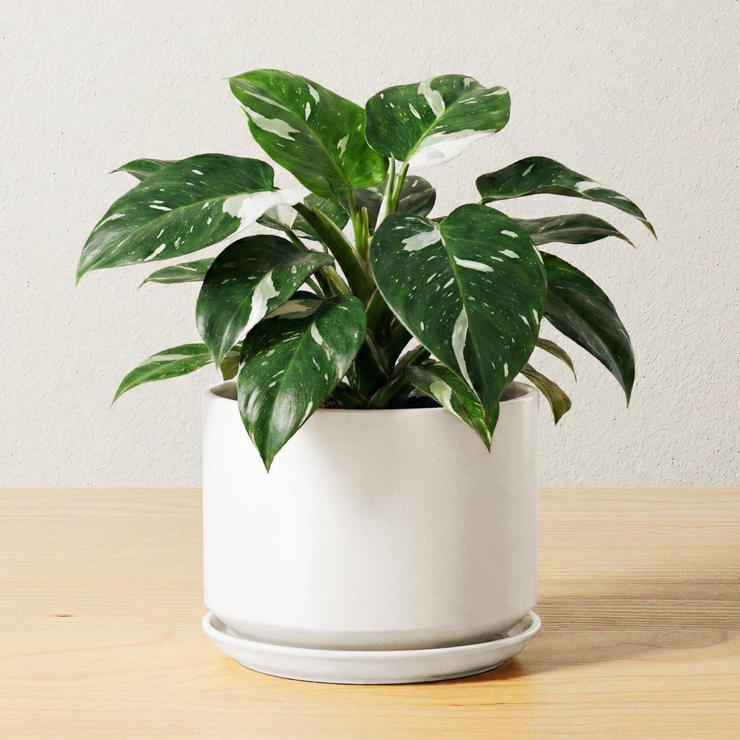 Keramik-blumentopf 17cm Mit Untersetzer & Drainageloch, Weiß