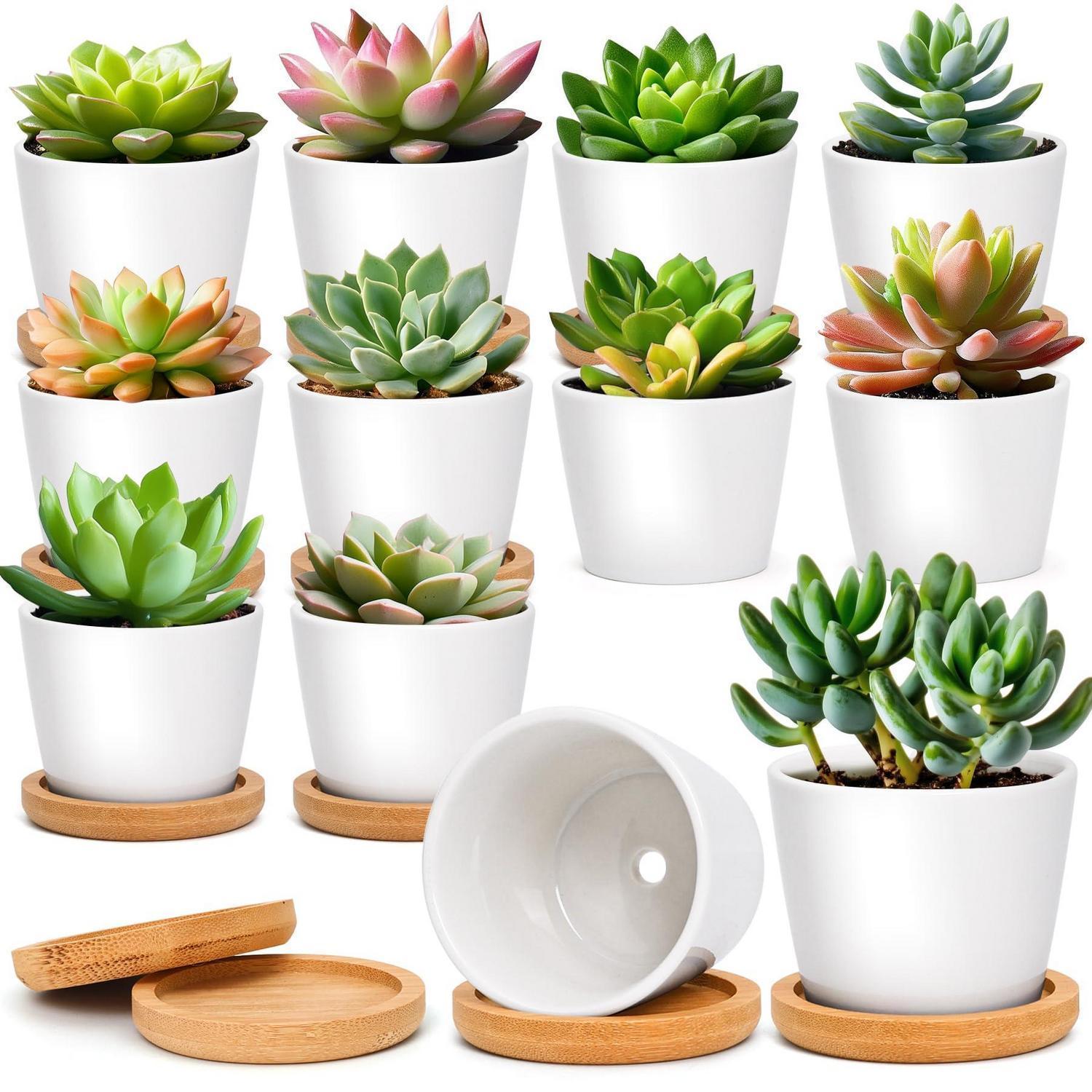 Mini Blumentöpfe Keramik Weiß 12er Set Mit Untersetzer Für Sukkulenten & Kakteen