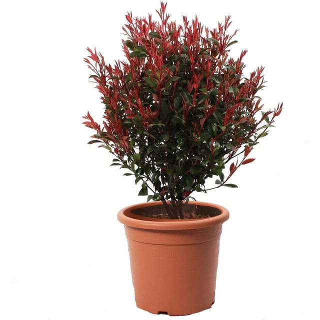 KENTIS Photinia x Fraseri Robusta Compacta Sphere H 70/80 cm Topf Ø 30 cm