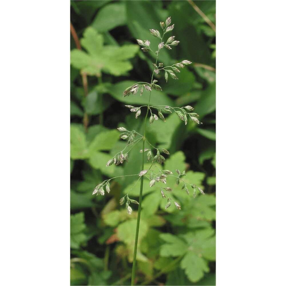 Wiesenrispe (poa Pratensis) 25 Kg Evora