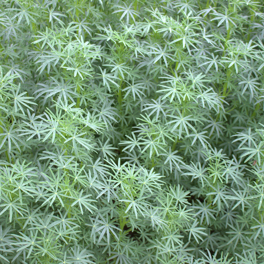 Lupinen (lupinus) 25 Kg Blaue Oskar (bitter)