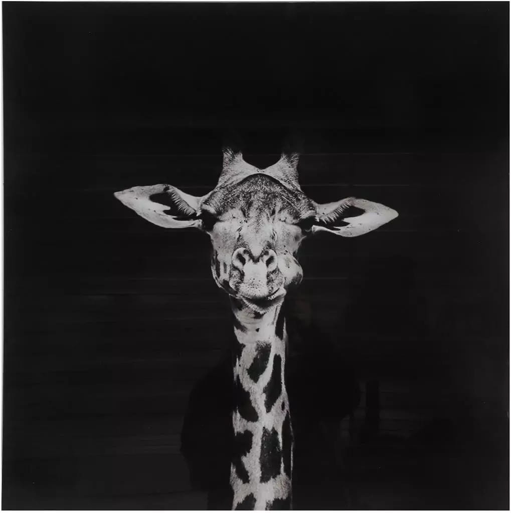 Schwarz-weiß-fotografie Auf Glas, 80 X 80 Cm – Giraffe